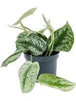 Сциндапсус Пиктус Треби H15 D12 см