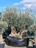 Оливковое дерево (Олива европейская) H310 D200 см