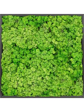 Картина из мха mdf ral 9005 satin gloss 100% reindeer moss (light grass green) Картина из мха mdf ral 9005 satin gloss 100% reindeer moss (light grass green)