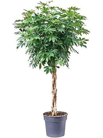 Шеффлера Компакта переплетенная