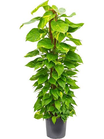 Эпипремнум Золотистый на опоре Эпипремнум Золотистый на опоре