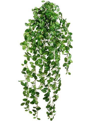 Фиттония ампельная искусственная Фиттония ампельная искусственная