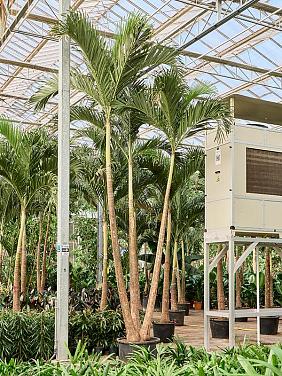 Вейтчия Мерилли (Адонидия) 3 ствола