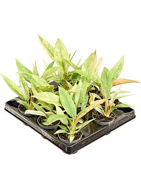 Филодендрон Ринг оф Файер Филодендрон Ринг оф Файер