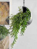 Эсхинантус Джэфролепис ампельный H30 D15 см