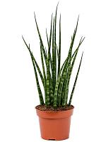 Сансевиерия Цилиндрика Фернвуд Микадо H40 D12 см
