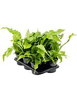 Микросорум Крокодил H40 D17 см