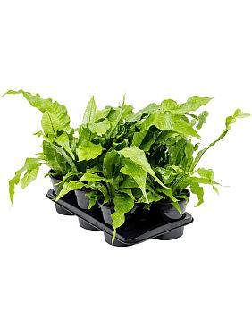 Микросорум Крокодил Микросорум Крокодил