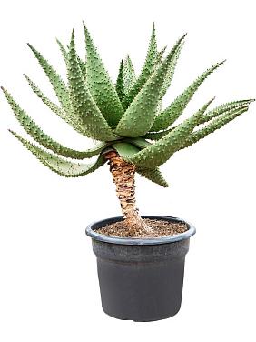 Алоэ Марлота