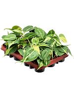 Филодендрон Сканденс Бразил H20 D9 см Филодендрон Сканденс Бразил H20 D9 см