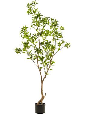 Чайное дерево искусственное