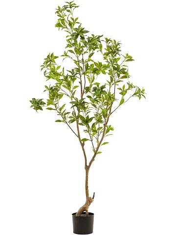 Чайное дерево искусственное Чайное дерево искусственное