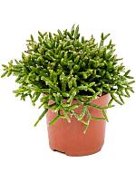 Рипсалис Бурчелли H15 D11 см