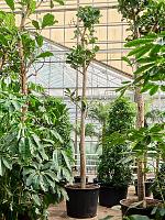 Фикус Лирата H550 D88 см