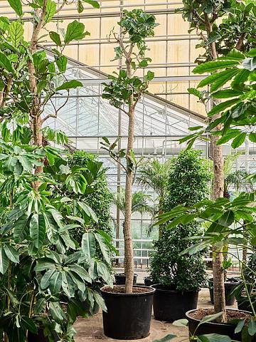 Фикус Лирата Фикус Лирата