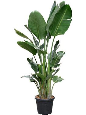 Стрелиция Николая Стрелиция Николая