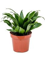 Драцена Фрагранс Компакта H25 D12 см Драцена Фрагранс Компакта H25 D12 см