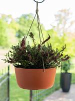 Кашпо подвесное Palermo hanger coral D27 H12 см Кашпо подвесное Palermo hanger coral D27 H12 см