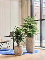 Драцена Деремская Варнески разветвленная H120 D27 см