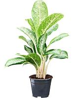 Аглаонема Анук H40 D14 см