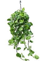 Эпипремнум Глобал Грин ампельный H30 D15 см