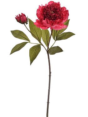 Пион искусственный Пион искусственный