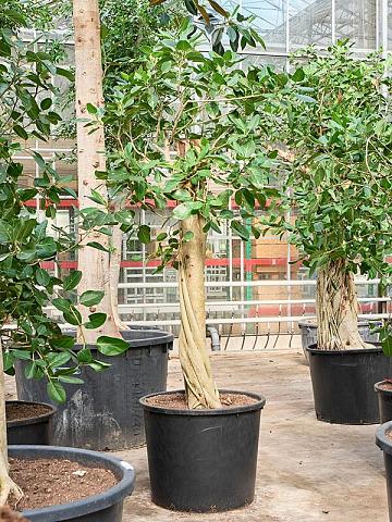 Фикус Бенгальский Одри