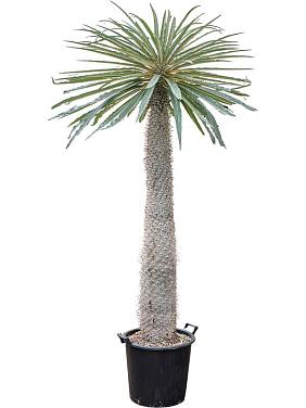 Пахиподиум Жайи Пахиподиум Жайи