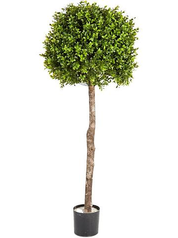 Самшит искусственный