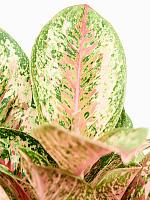 Аглаонема Паинтед Селебрейшн H50 D19 см