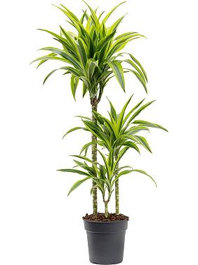 Драцена Фрагранс Лемон Лайм 3 ствола Драцена Фрагранс Лемон Лайм 3 ствола