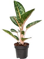 Аглаонема Оранж Флейм H40 D12 см