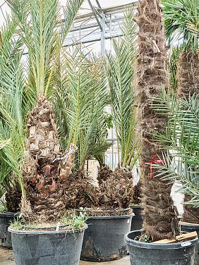 Финик Пальчатый 2 ствола