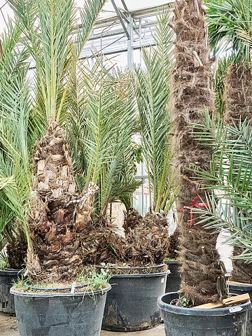 Финик Пальчатый 2 ствола Финик Пальчатый 2 ствола