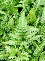 Арахниодес Аристата вариегата H35 D12 см