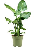 Стрелиция Николая H75 D21 см