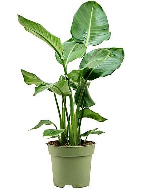 Стрелиция Николая Стрелиция Николая