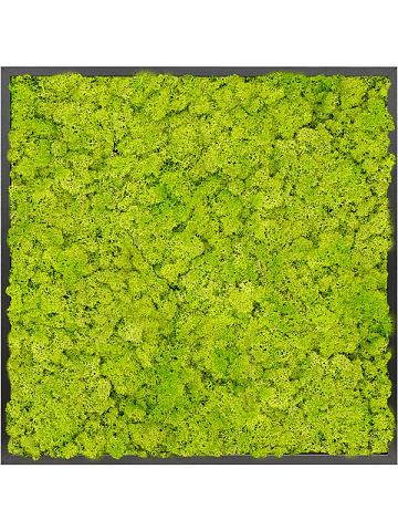Картина из мха mdf ral 9005 satin gloss 100% reindeer moss (spring green Картина из мха mdf ral 9005 satin gloss 100% reindeer moss (spring green