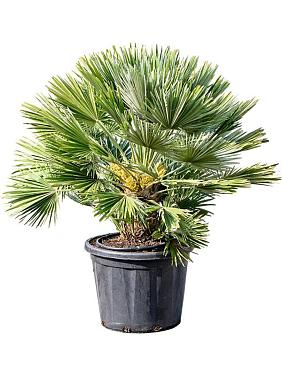 Хамеропс приземистый Вулкан