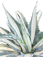 Агава Американская Медиопикта Альба серо-зеленая H80 D45 см