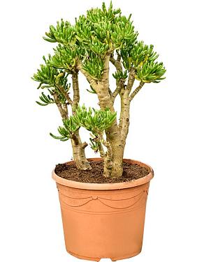 Крассула Овата Хорн Три Крассула Овата Хорн Три