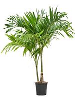 Вейтчия Мерилли (Адонидия) 2 ствола H265 D35 см