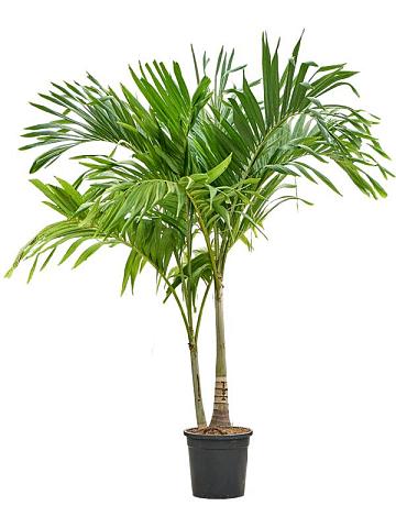 Вейтчия Мерилли (Адонидия) 2 ствола