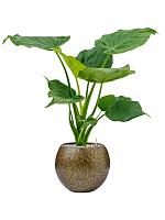 Алоказия Кукулата H65 D19 см