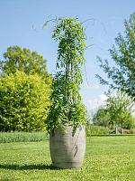 Кашпо Ciana vase concrete rust (набор 2 шт) D55 H68 см