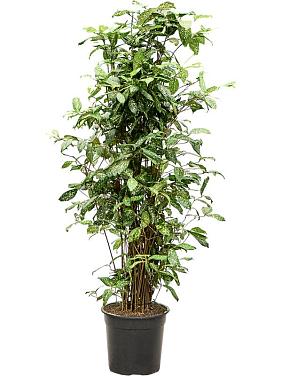 Драцена Суркулоза (Годсефа) Драцена Суркулоза (Годсефа)