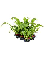 Микросорум Крокодил H25 D12 см