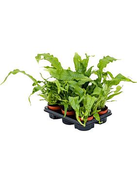 Микросорум Крокодил Микросорум Крокодил