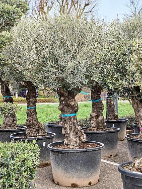 Оливковое дерево (Олива европейская)