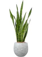 Сансевиерия Зейланика H70 D19 см